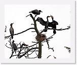 Merimetso Great Cormorant * 2313 x 1892 * (2.37MB)